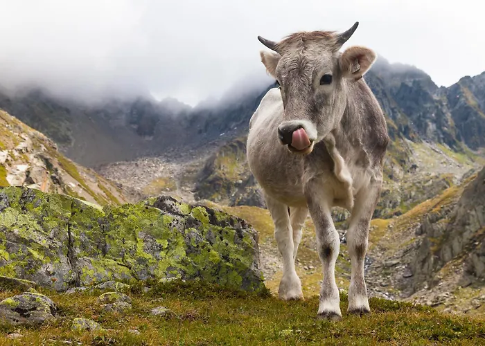 ホテル Aktivhotel Waldhof 4*