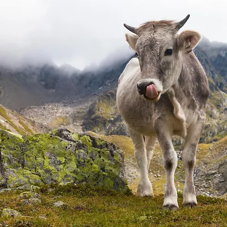 فندق Aktivhotel Waldhof 4*